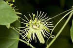 Yellow passionflower